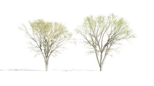 Japanese Maple Trees