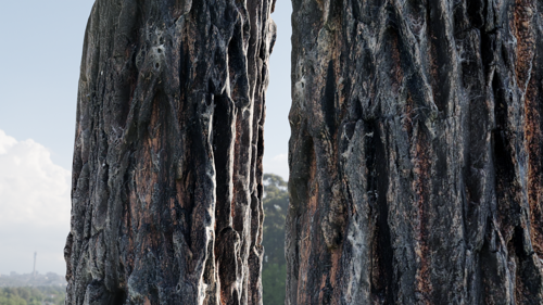 Burnt Tree Bark