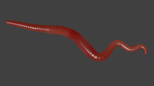 Worm (rigged)