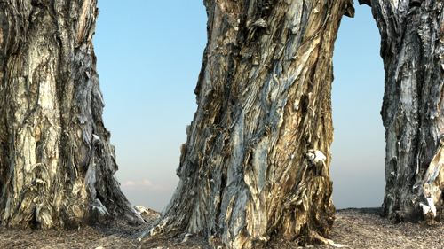 Paper Bark Tree (Melaleuca)