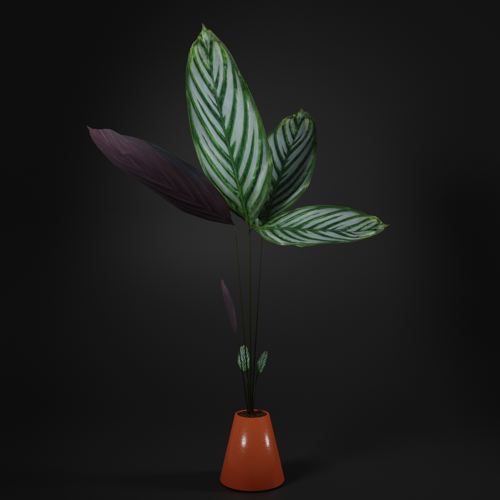 Calathea plant