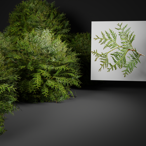 Thuja branch