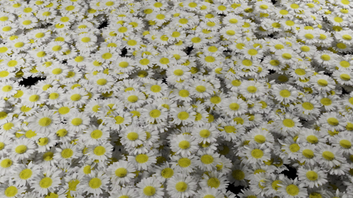 white daisy