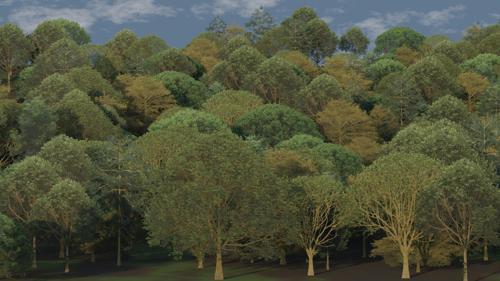 2D Trees and bushes