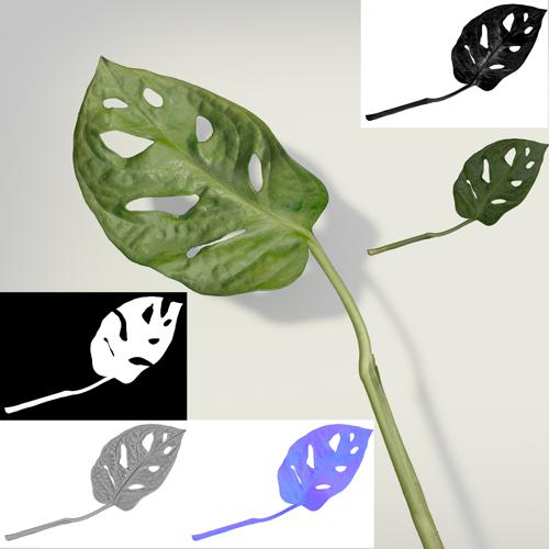 Monstera Leaf Scan