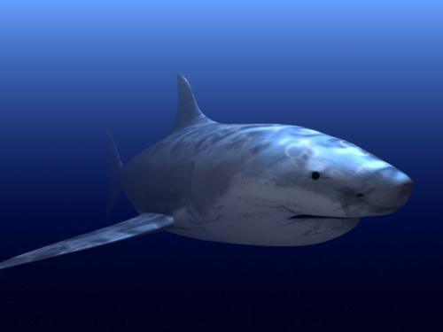 Great White Shark