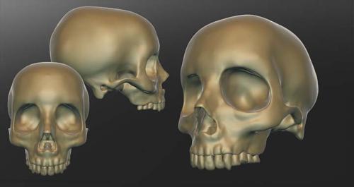Human Skull (high Poly)