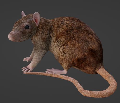 Rigged Rat