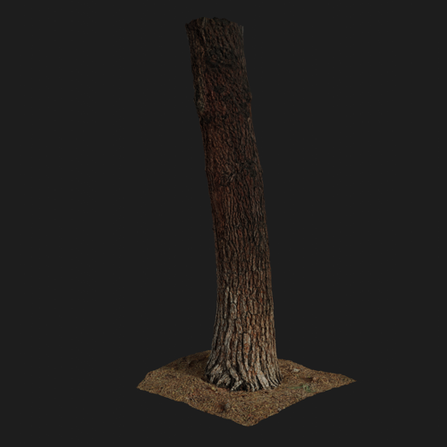 tree base