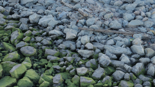 Mossy Rock Shore