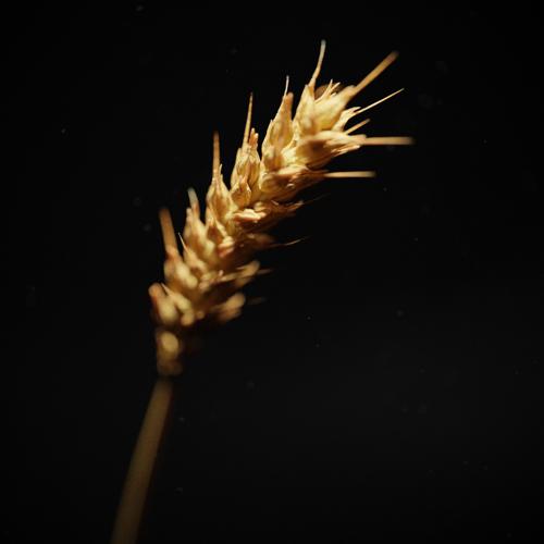 Detailed Wheat Stalk with Animation
