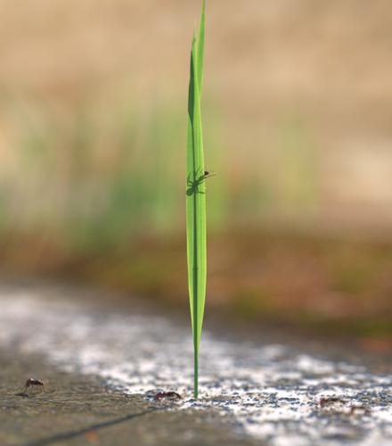 Grass Blade