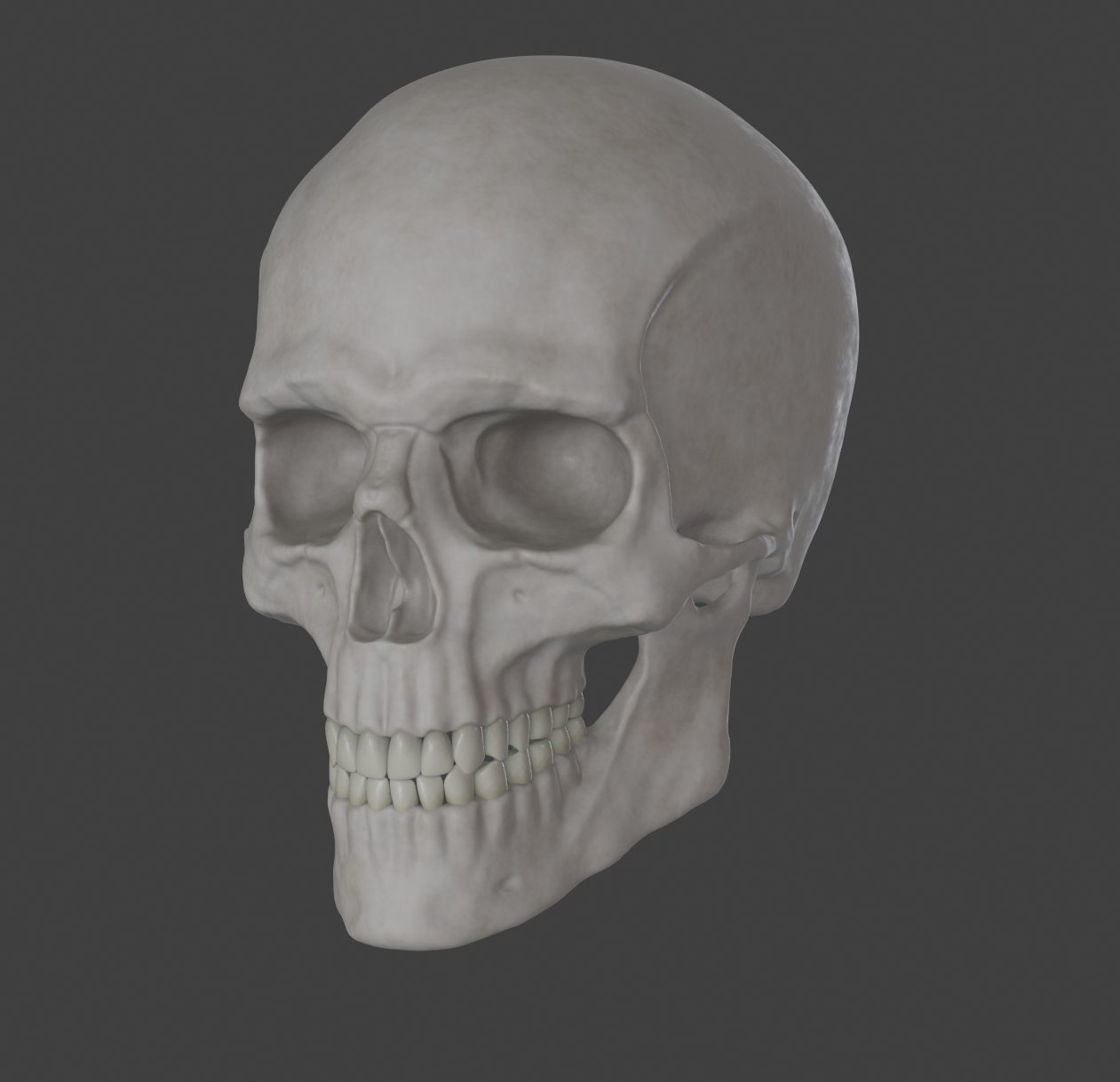 Human skull male