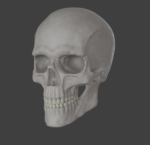 Human skull male