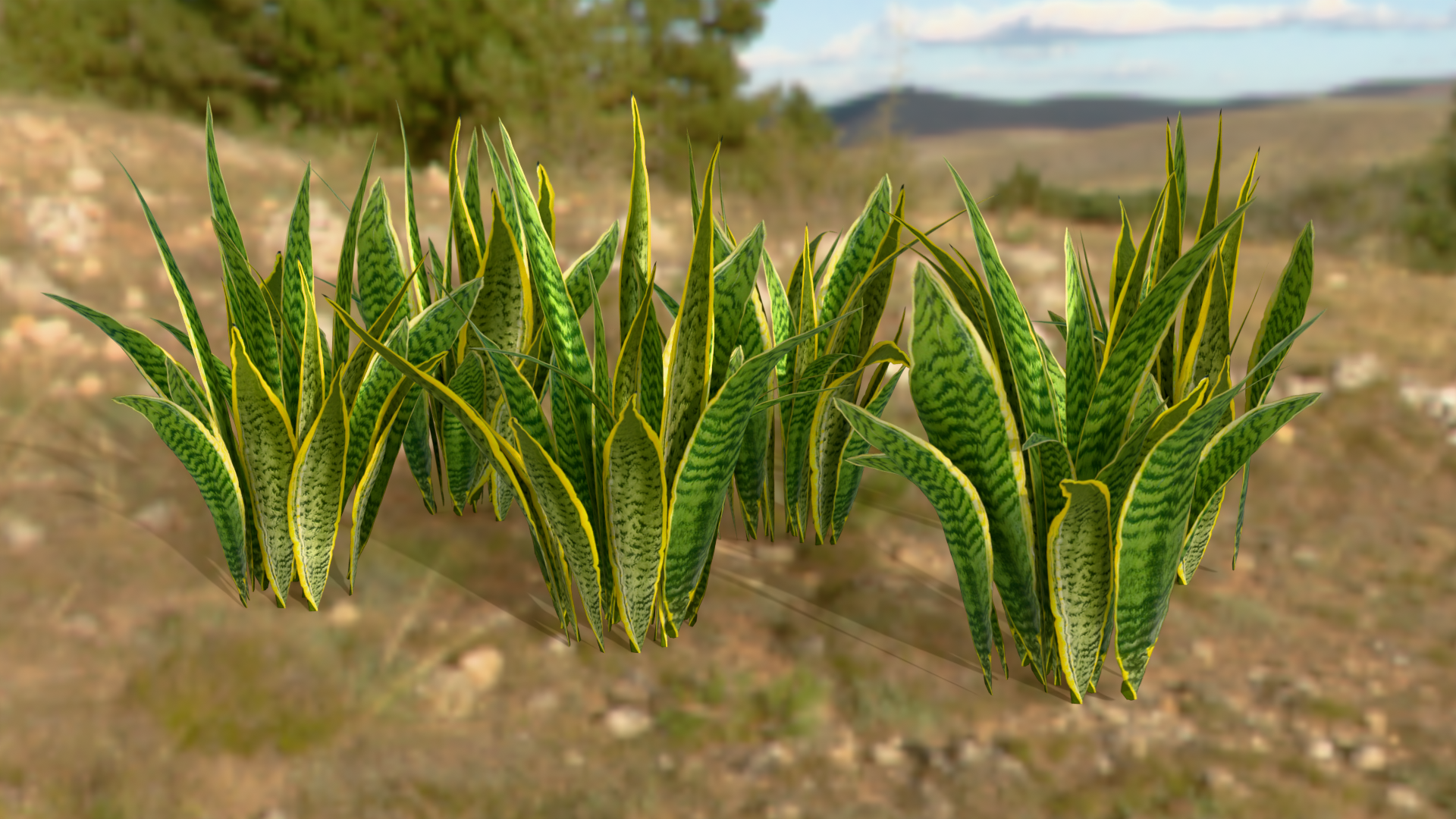 Snake Plant Variety