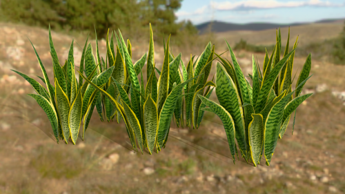 Snake Plant Variety