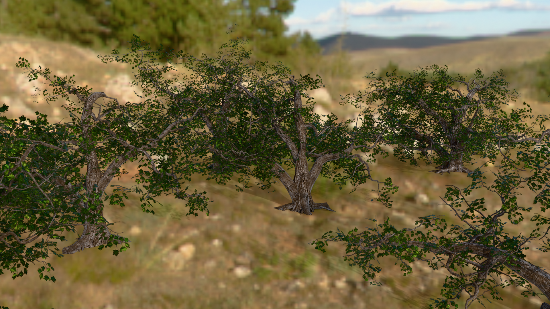 Crooked Oak tree bush Variety