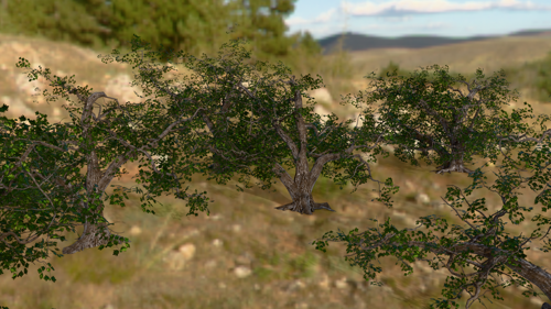 Crooked Oak tree bush Variety