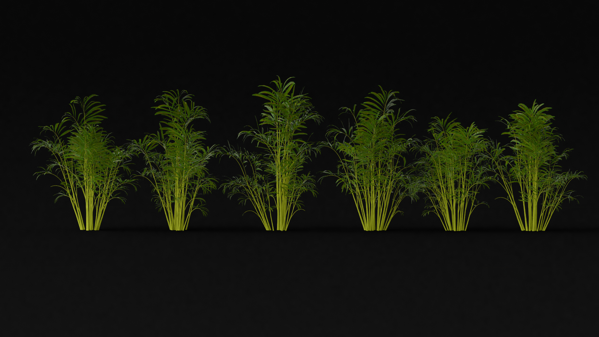 Parlour Palm Variety