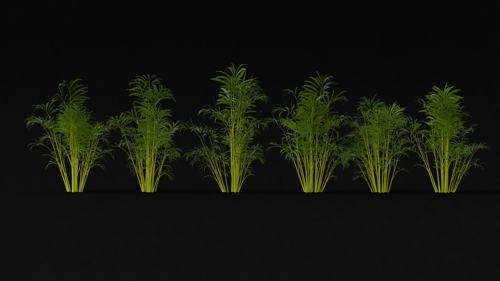 Parlour Palm Variety