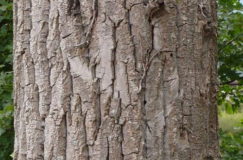 Bark Textures