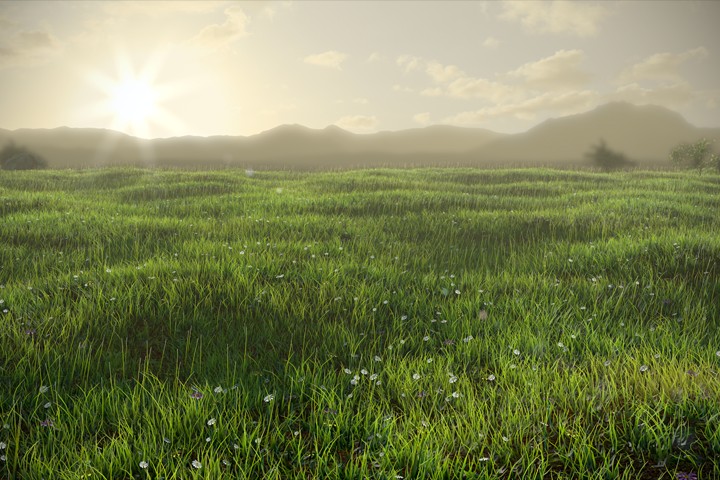 Grassy Field