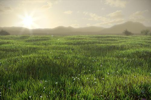 Grassy Field