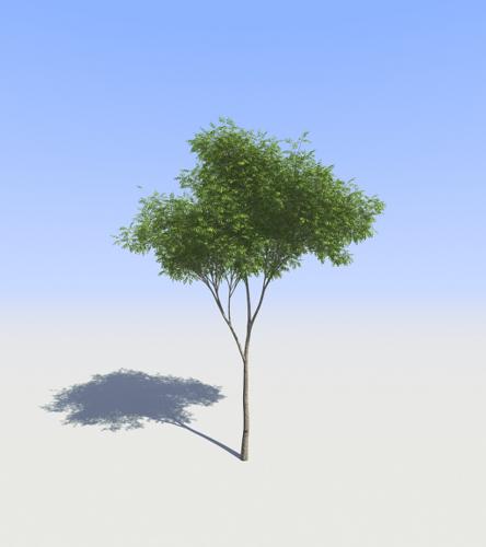 Tree12.2.6.2