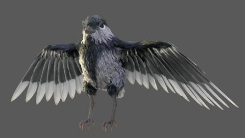 Little Bird