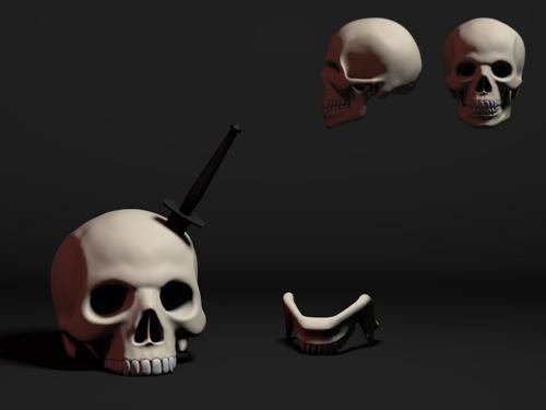 Human Male Skull