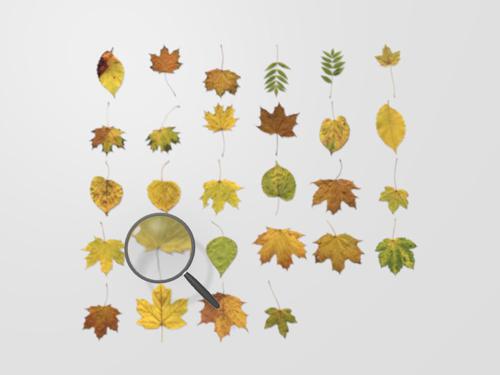 Autumn Leaves