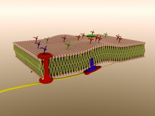 Cellular Plasma Membrane