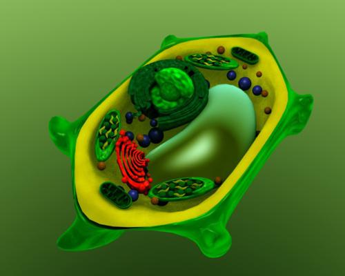 PLANT CELL