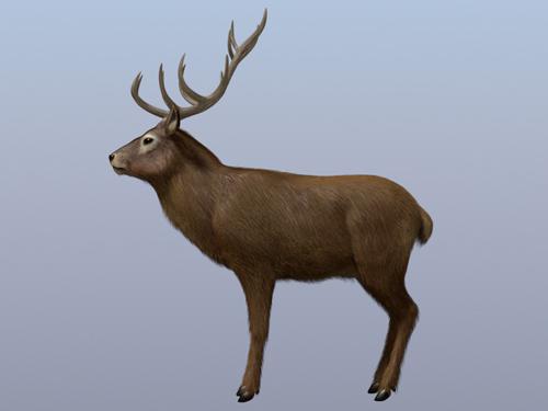 RedDeer