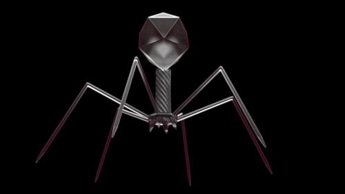 T4 Bacteriophage