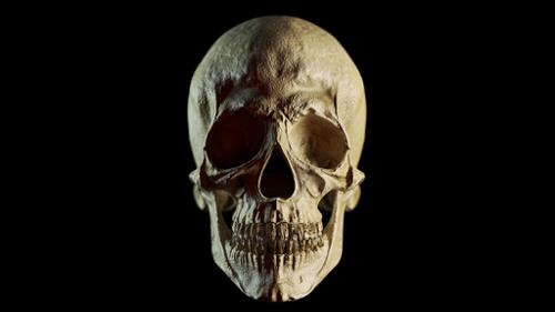 Skull