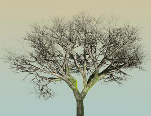 Tree With Moss