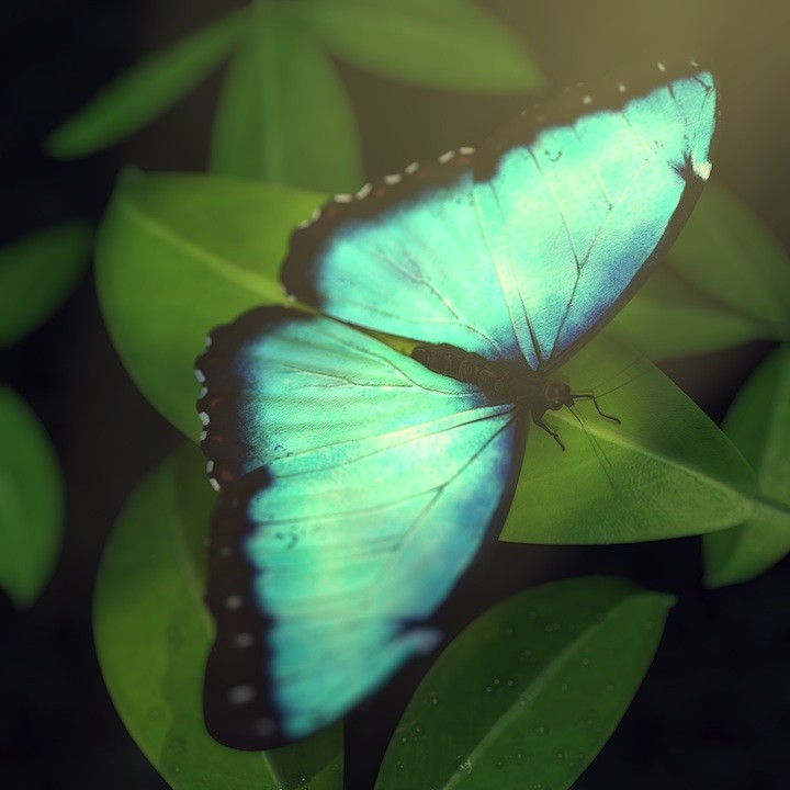 Butterfly