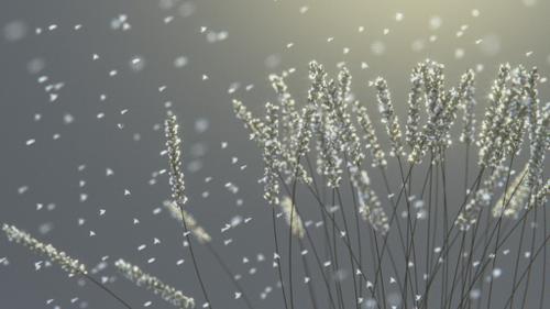 Frozen Earn Of Wheat Under The Snow