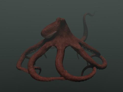 Octopus