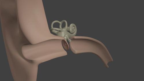 Inner Ear
