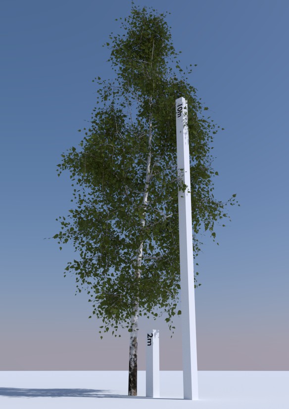 Betula Pendula 2