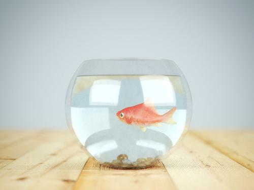 Fish In A Bowl