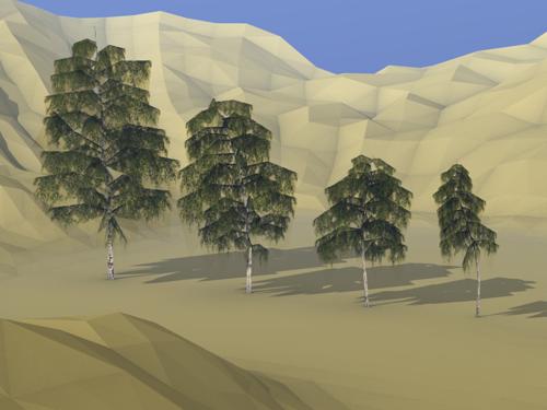 Birch trees