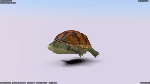 Staurotypus salvini