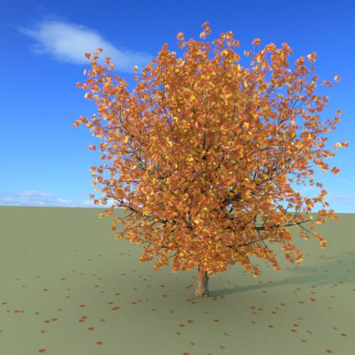 Sugar Maple in Fall