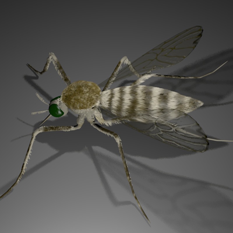 Mosquito