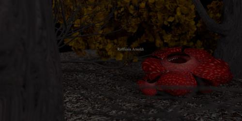 Rafflesia Arnoldi