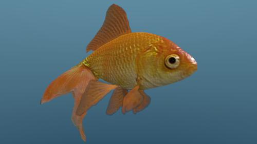 Low Poly Goldfish