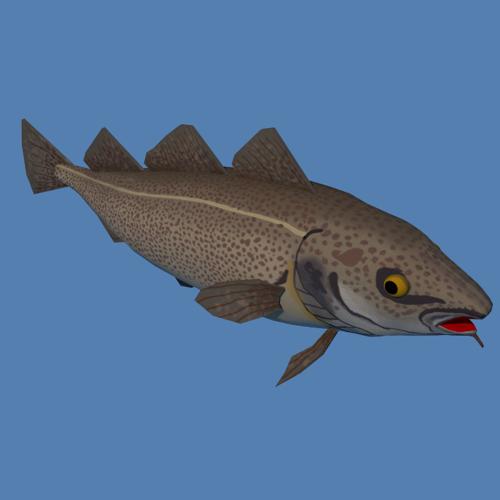 Codfish